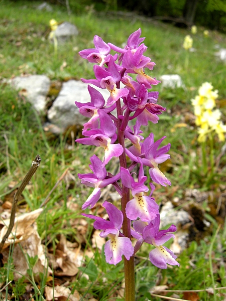 Orchis colemanii - variazioni cromatiche